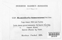 Ramularia tumescens image